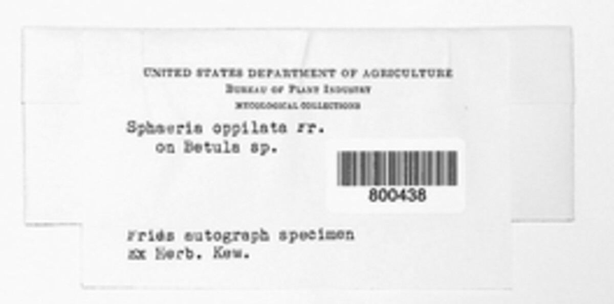 Phomopsis oppilata image